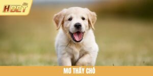 Mơ Thấy Chó Có Điềm Gì? Giải Mã Chi Tiết Từng Trường Hợp