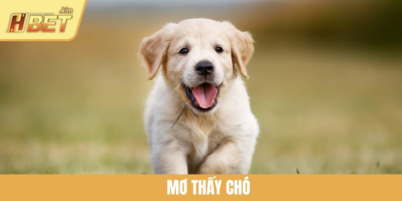 Mơ Thấy Chó Có Điềm Gì? Giải Mã Chi Tiết Từng Trường Hợp